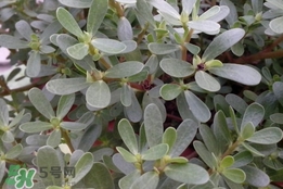 馬蜂菜孕婦可以吃嗎？孕婦能吃馬蜂菜嗎
