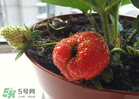 七月份有草莓嗎？7月份有草莓嗎？