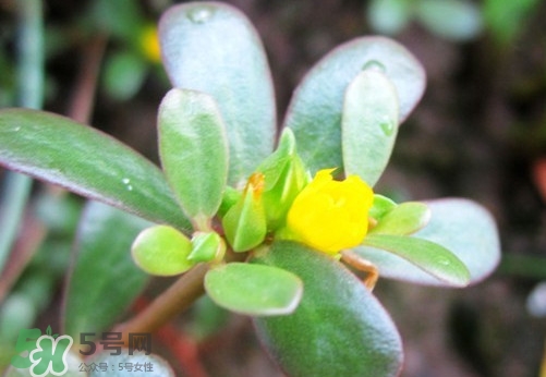 馬蜂菜治什么病？馬蜂菜的功效與作用