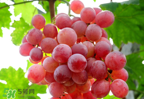 紅提變軟了還能吃嗎？紅提變軟是不是壞了？