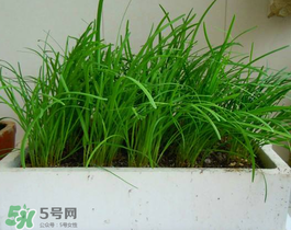 6月份能種韭菜嗎？ 6月份能種韭菜種子嗎？