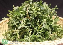 馬蜂菜孕婦可以吃嗎？孕婦能吃馬蜂菜嗎