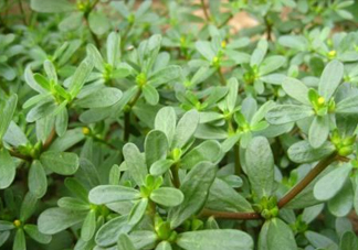 馬蜂菜治什么??？馬蜂菜的功效與作用