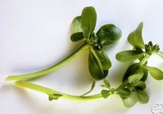 馬蜂菜有毒嗎？馬蜂菜有什么好處