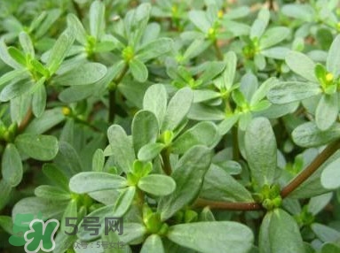馬蜂菜跟什么相克？什么人不能吃馬蜂菜？