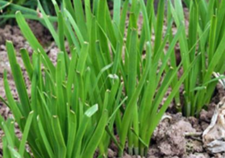6月份能種韭菜嗎？ 6月份能種韭菜種子嗎？