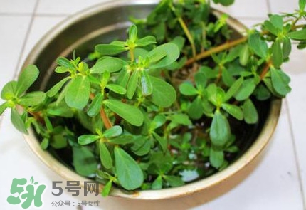 馬蜂菜怎么吃？馬蜂菜怎么做好吃