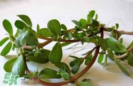 馬蜂菜跟什么相克？什么人不能吃馬蜂菜？