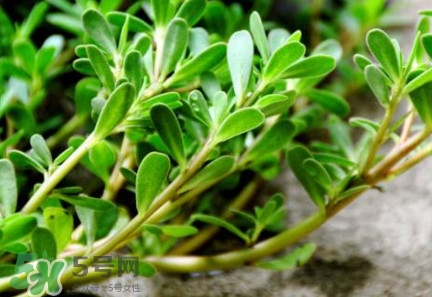 馬蜂菜有毒嗎？馬蜂菜有什么好處