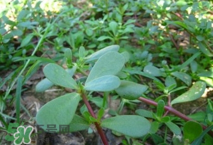 馬蜂菜有毒嗎？馬蜂菜有什么好處