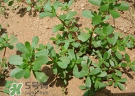 馬蜂菜治什么??？馬蜂菜的功效與作用