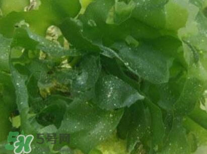 昆布是什么？昆布是海帶嗎