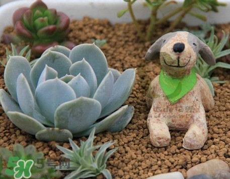 多肉植物怎么養(yǎng)？多肉植物多久澆一次水