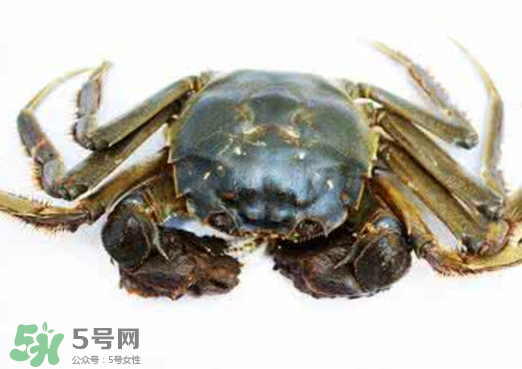 黃浦江邊為什么會出現(xiàn)大閘蟹？黃浦江岸邊驚現(xiàn)大閘蟹