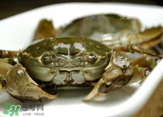 黃浦江邊為什么會出現(xiàn)大閘蟹？黃浦江岸邊驚現(xiàn)大閘蟹