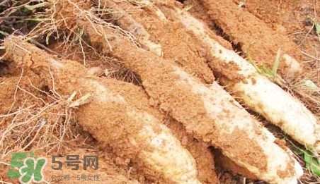 淮山藥是鐵棍山藥嗎？淮山藥和鐵棍山藥的區(qū)別