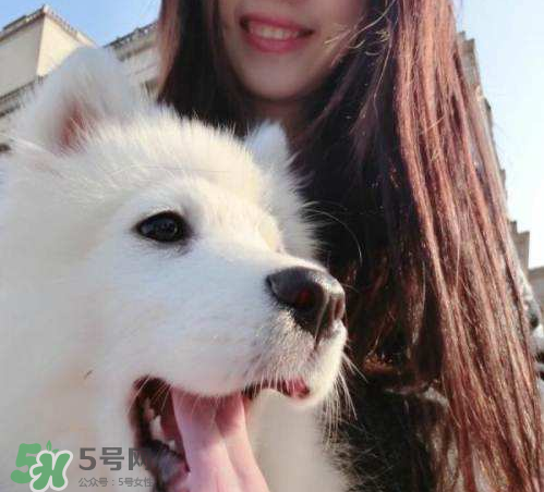薩摩耶多少錢一只？小薩摩耶多少錢一只？