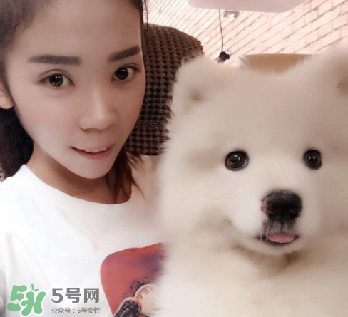 薩摩耶多少錢一只？小薩摩耶多少錢一只？