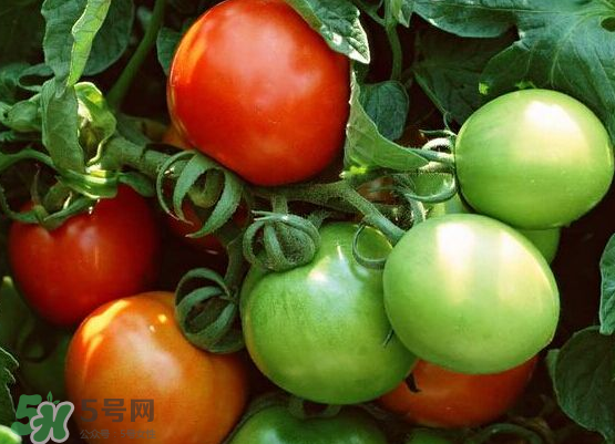 青西紅柿放紅了能吃嗎？青西紅柿放熟了能吃嗎？