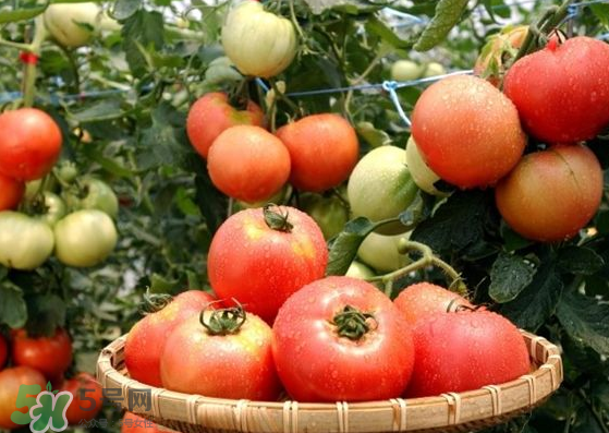 青西紅柿放紅了能吃嗎？青西紅柿放熟了能吃嗎？