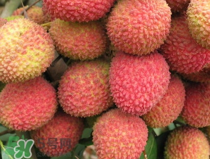 增城和從化荔枝哪個(gè)出名？哪種荔枝最有名