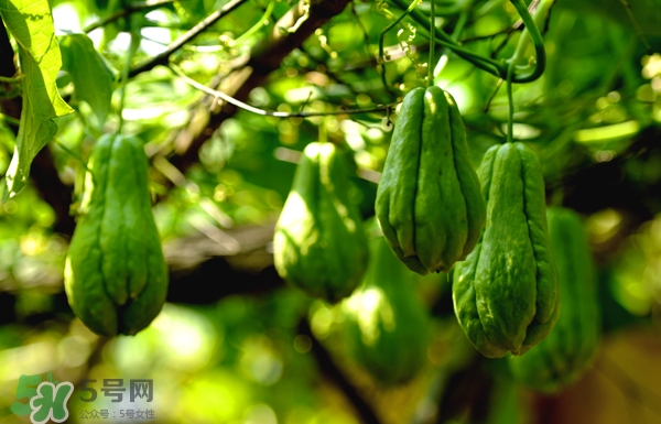 佛手瓜是涼性還是熱性？佛手瓜是什么樣子？