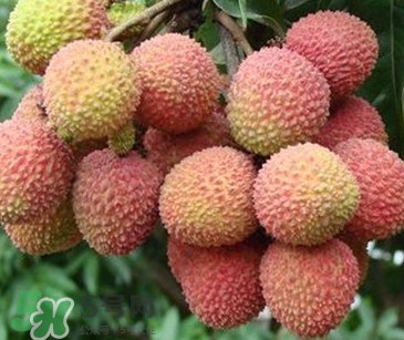 增城哪里可以摘荔枝？增城哪里有荔枝摘