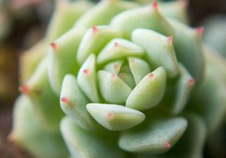 多肉植物能吃嗎？多肉植物哪些可以吃