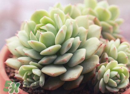 多肉植物能吃嗎？多肉植物哪些可以吃