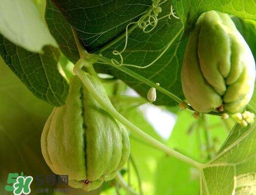 佛手與佛手瓜有什么區(qū)別？佛手與佛手鉗有什么區(qū)別