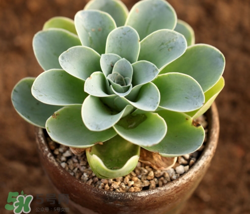 多肉植物怎么養(yǎng)？多肉植物多久澆一次水