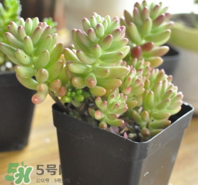 多肉植物能吃嗎？多肉植物哪些可以吃