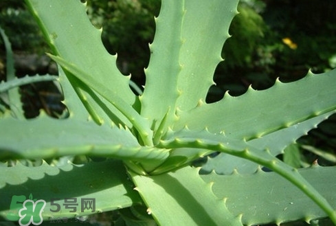 多肉植物能吃嗎？多肉植物哪些可以吃