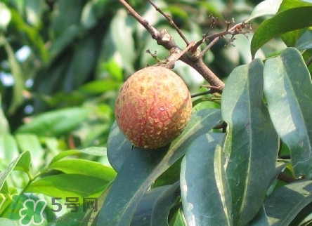 增城哪里可以摘荔枝？增城哪里有荔枝摘