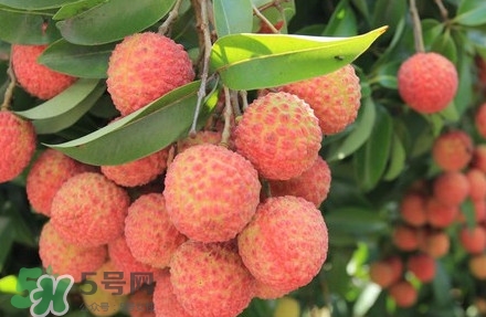 黑葉荔枝有什么特點？黑葉荔枝的功效