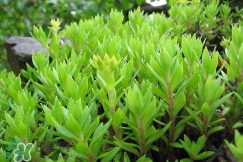 多肉植物能吃嗎？多肉植物哪些可以吃