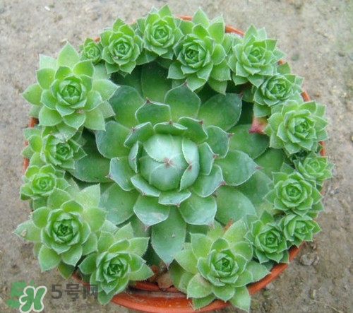 多肉植物能吃嗎？多肉植物哪些可以吃