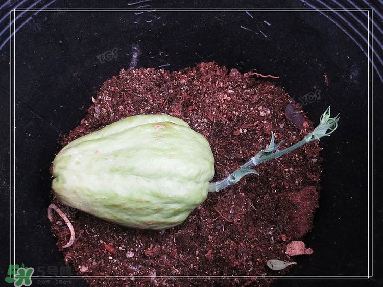 佛手瓜發(fā)芽了可以吃嗎？佛手瓜怎么吃？