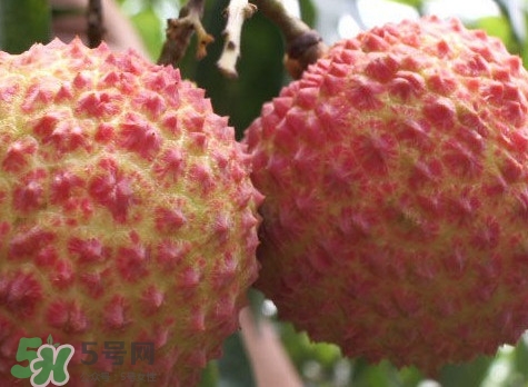 增城哪里可以摘荔枝？增城哪里有荔枝摘