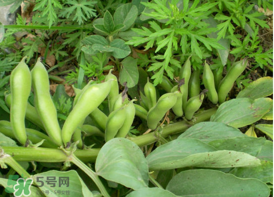 夏天可以種什么蔬菜？夏天適合種什么蔬菜？