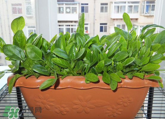 夏天可以種什么蔬菜？夏天適合種什么蔬菜？