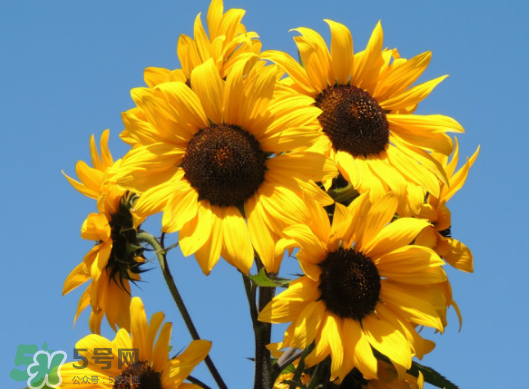 夏天可以種向日葵嗎？向日葵夏天能種嗎？