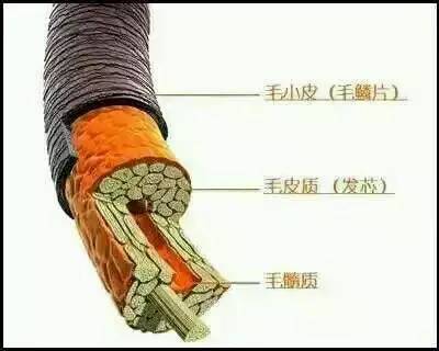 歐貝芙洗發(fā)水怎么樣？歐貝芙洗發(fā)水好用嗎