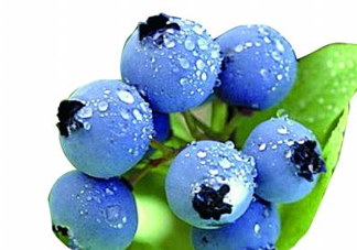 藍(lán)莓和楊梅能一起吃嗎？藍(lán)莓和楊梅可以一起泡酒嗎？