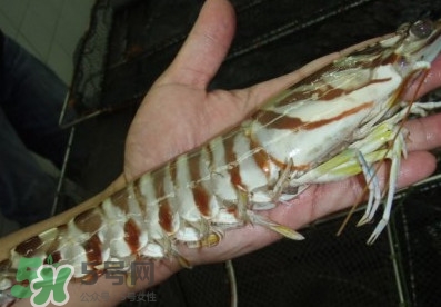 竹節(jié)蝦和基圍蝦哪個好？基圍蝦貴還是竹節(jié)蝦貴