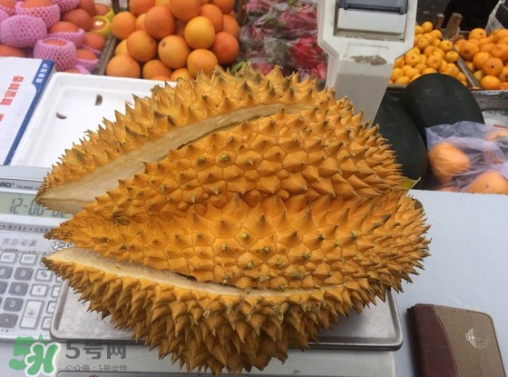 托曼尼榴蓮怎么才是熟？托曼尼榴蓮怎么看生熟？