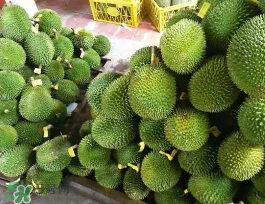 托曼尼榴蓮多少錢？托曼尼榴蓮是哪里的？