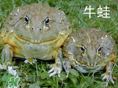 牛蛙什么時(shí)候最好吃肉最多？牛蛙幾月份的最好吃？