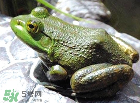 牛蛙是田雞嗎？牛蛙是蟾蜍嗎