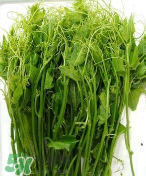 龍須菜有幾種？龍須菜多少錢一斤？